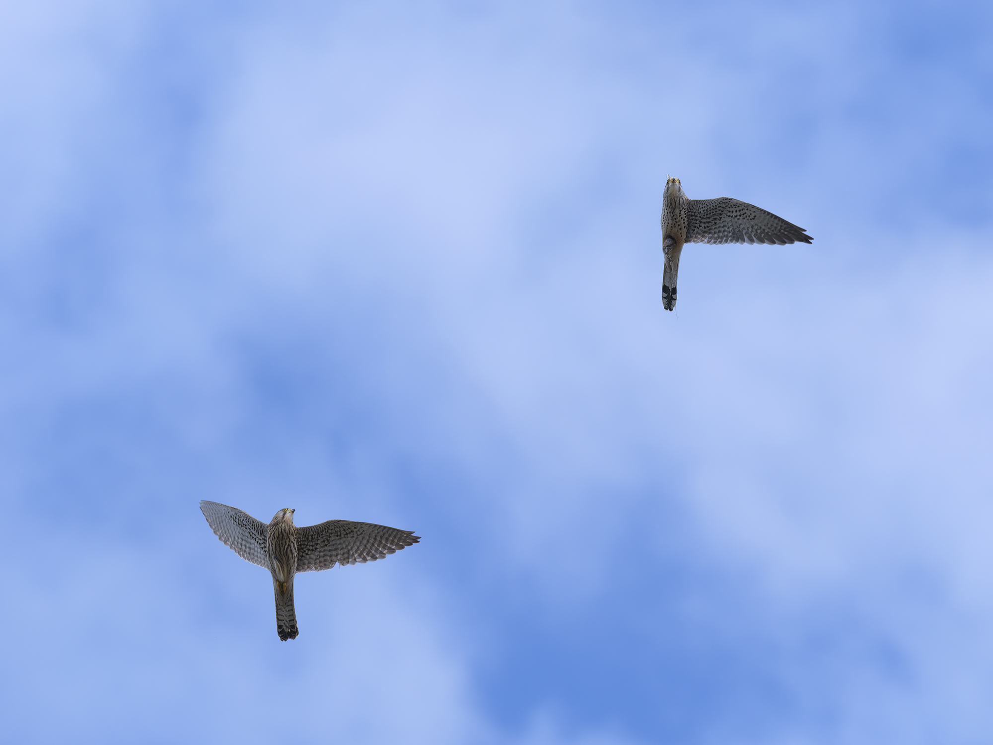 Das einflügelige ...